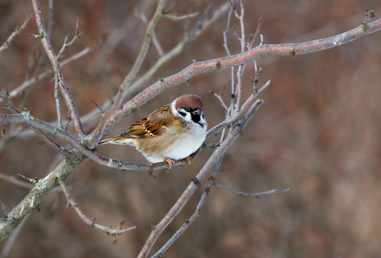 20201227-121408-BDP-birds.jpg