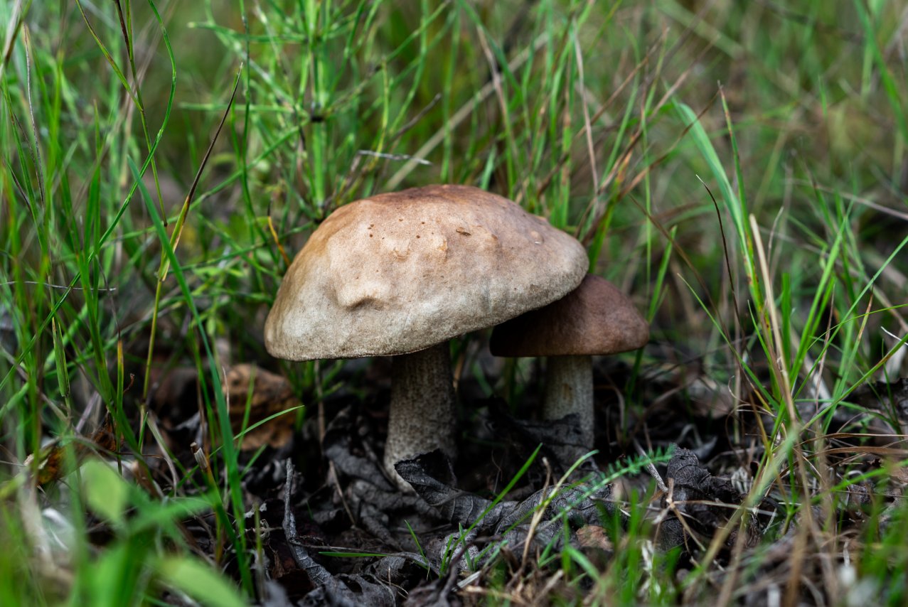 Простейшие грибы