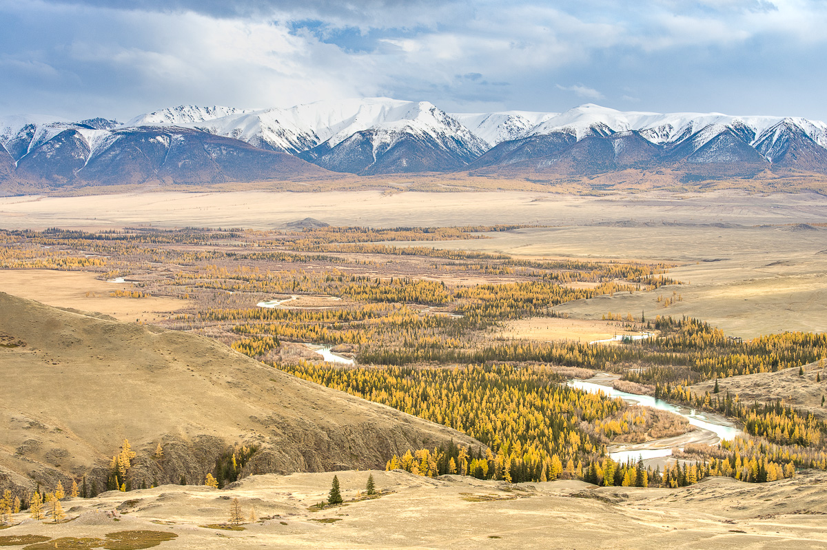 Курай степь