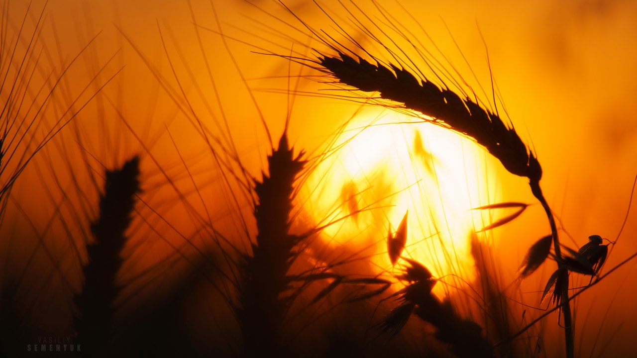 Dusk at field's of gold web.jpg