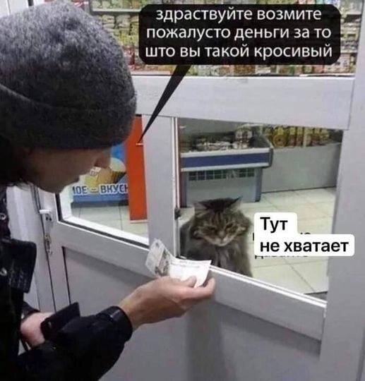 кот.jpg