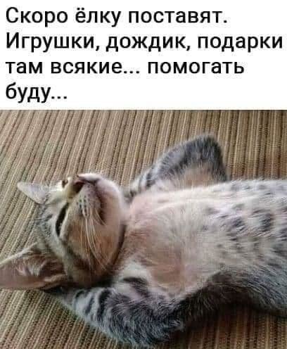 котик елка.jpg