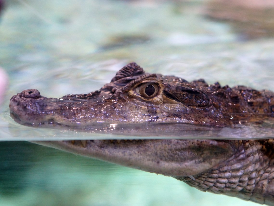 Крокодил.jpg