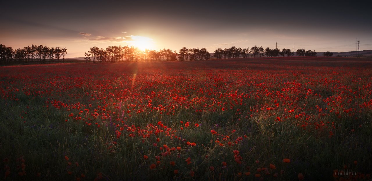 Morning at field of poppies_Pano web.jpg