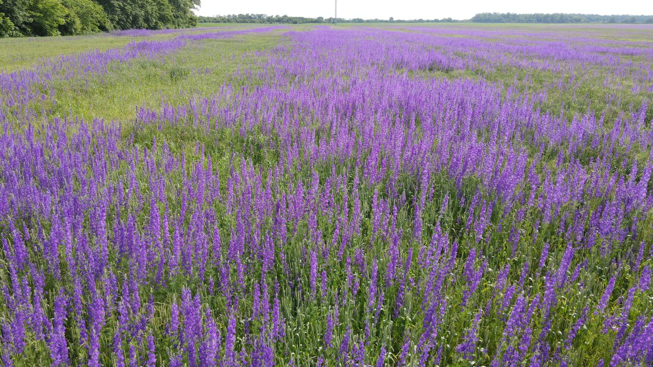 Photo_6554507_DJI_907_jpg_6974857_0_2021531162532_photo_original.jpg