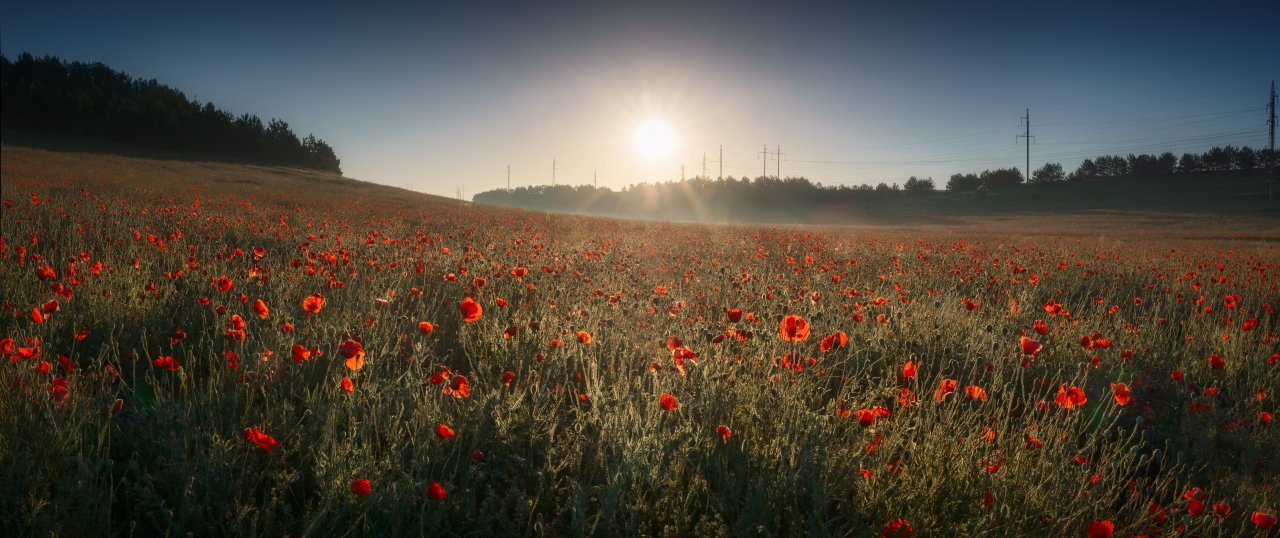 Poppies hill Pano.jpg