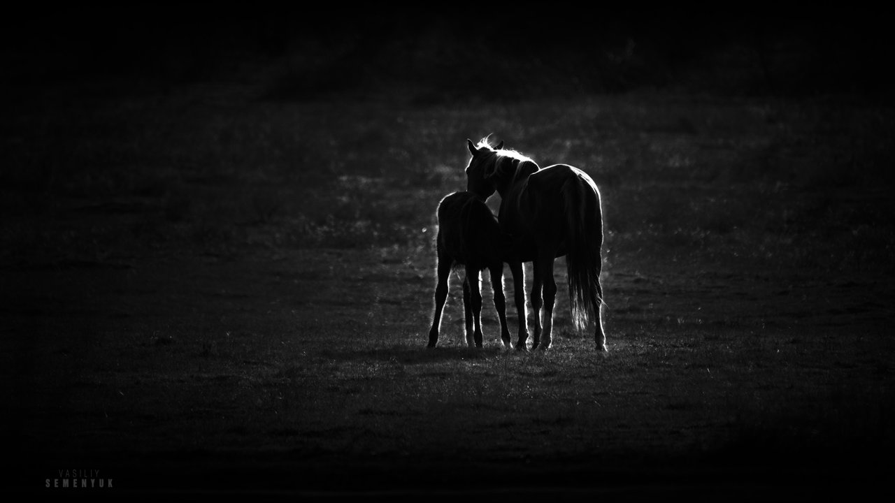 Tenderness BW web.jpg