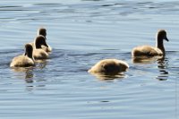 Birds SA Adelaide crop-14.jpg