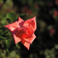 Rose_04116.jpg