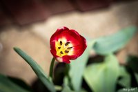 DSC02883.jpg