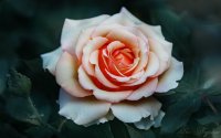 DSC00593.JPG