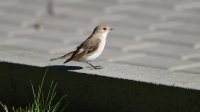DSC03402_DxO.jpg