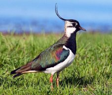 lapwing