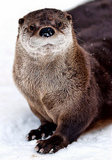 Otter