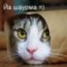 Tamagochi