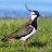 lapwing