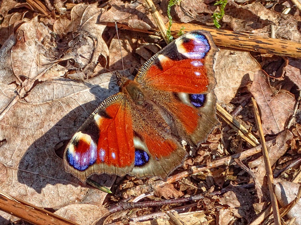 Pfauenauge Schmetterling