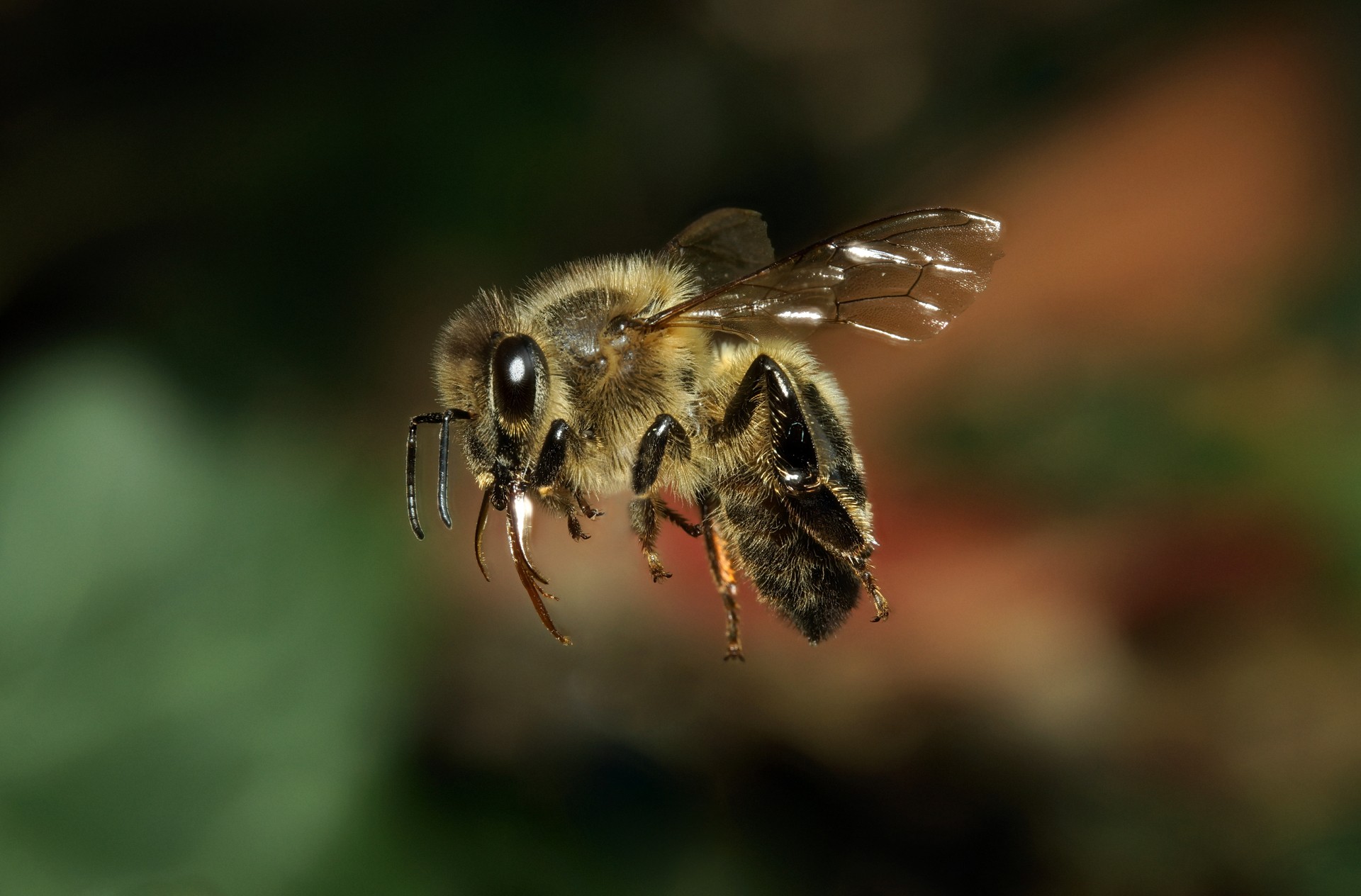 пчела в полете