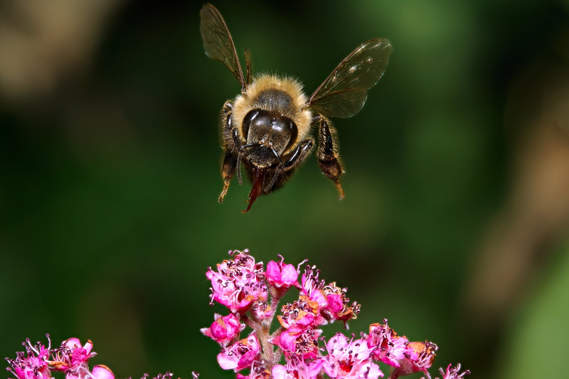 пчела в полете над цветком