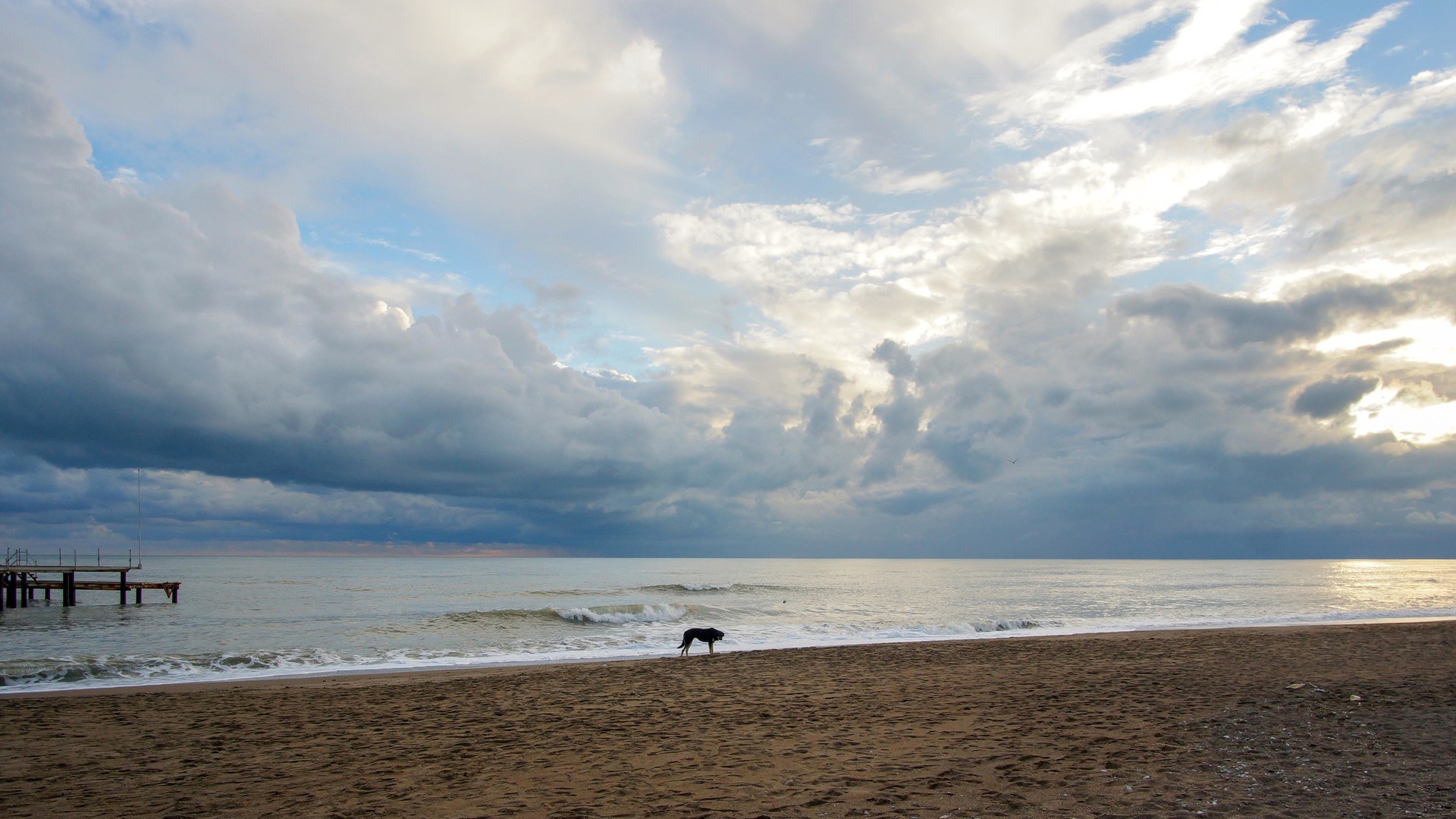 Lonely dog at sea.