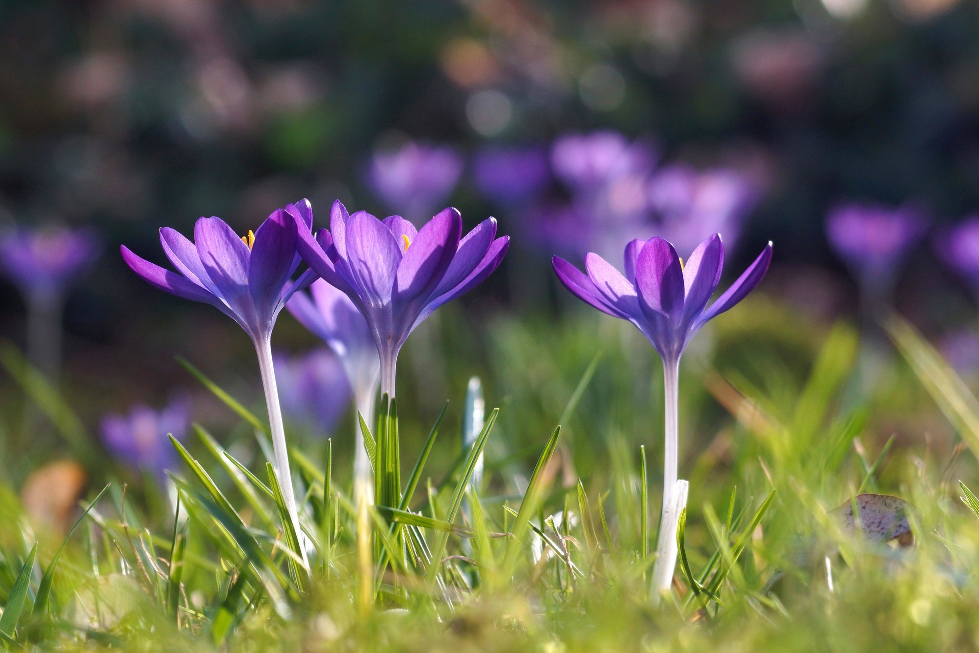 Crocuses at sunset, spring day.