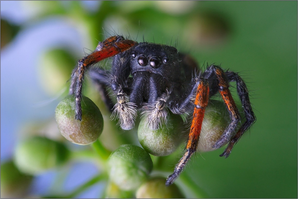 Портрет паука скакуна
