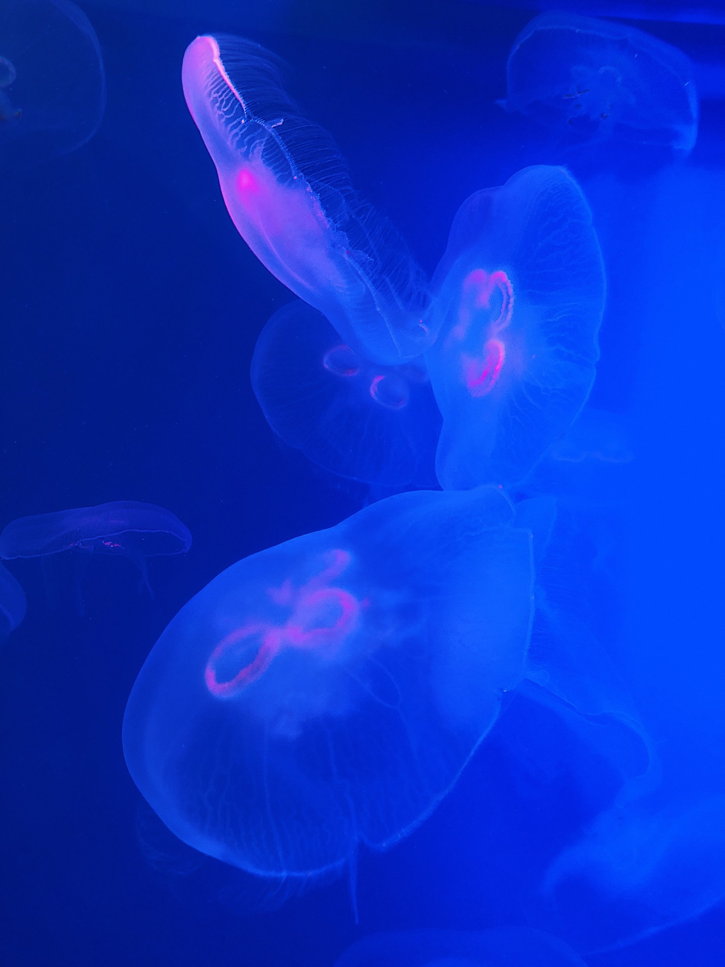 JellyFish 2
