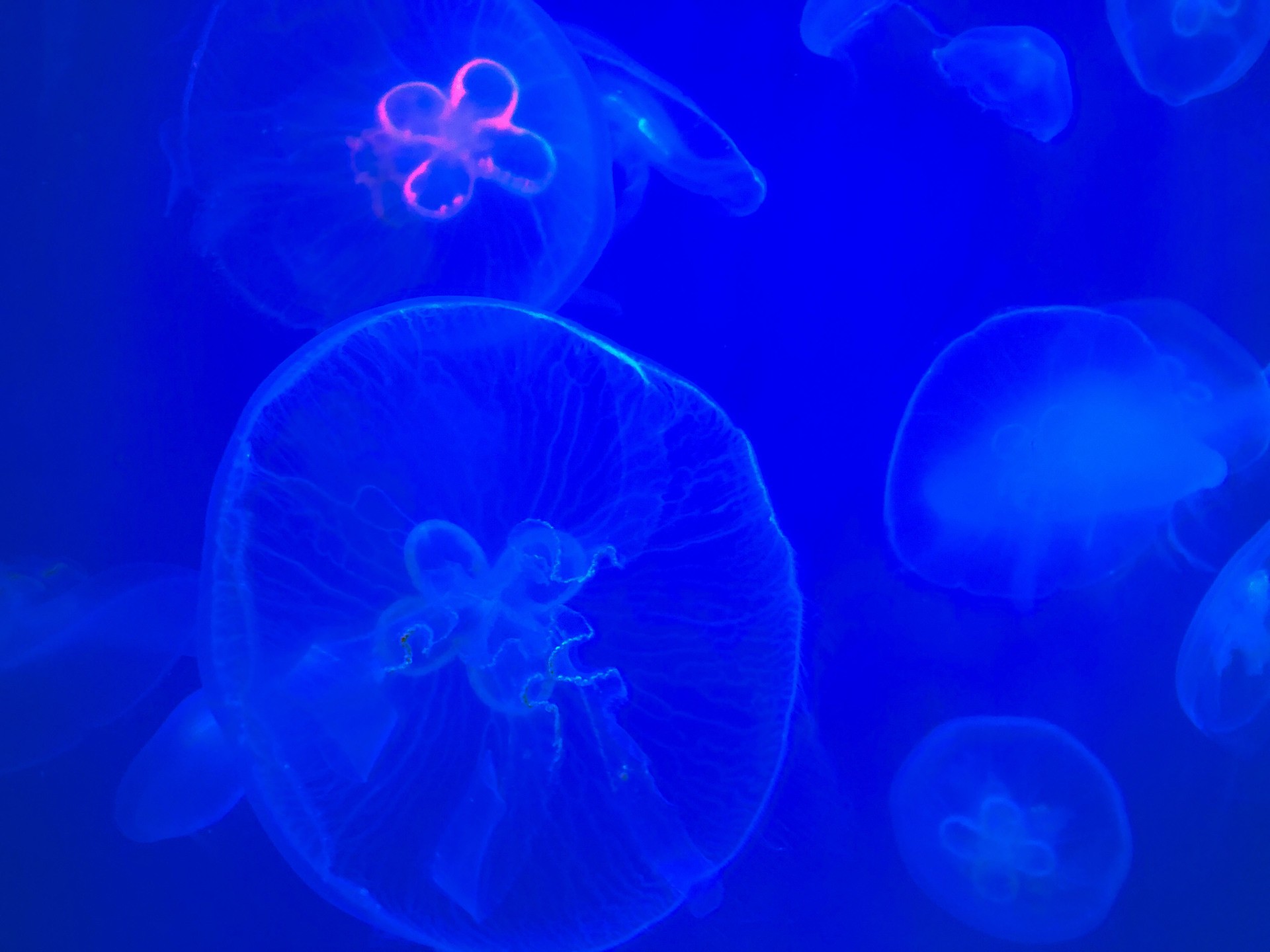 JellyFish 4