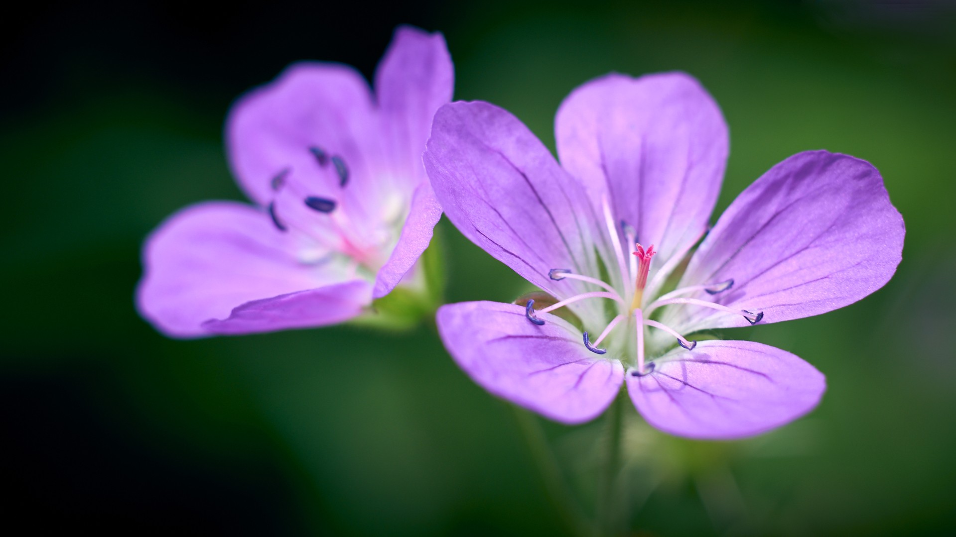 Helios 44 M-6