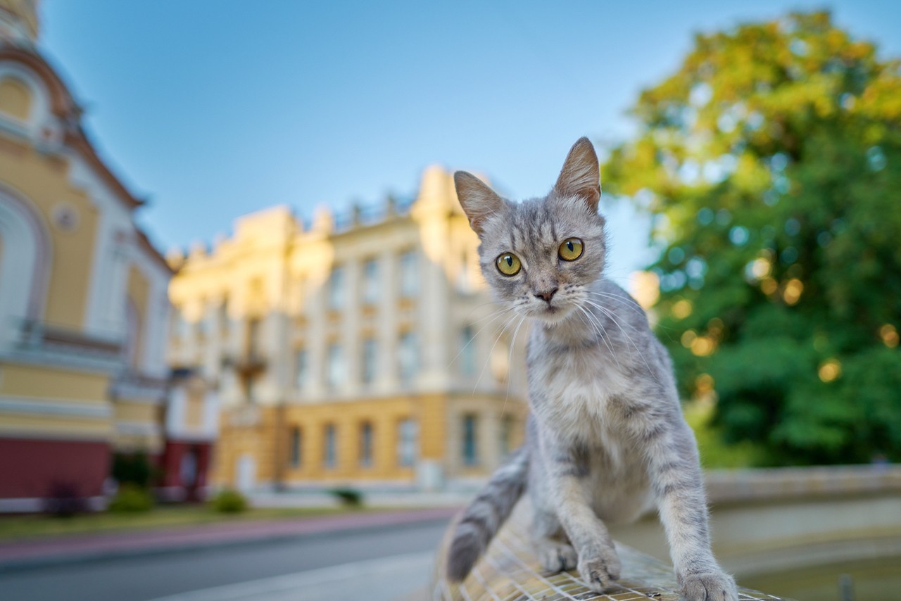 Кот саратовский