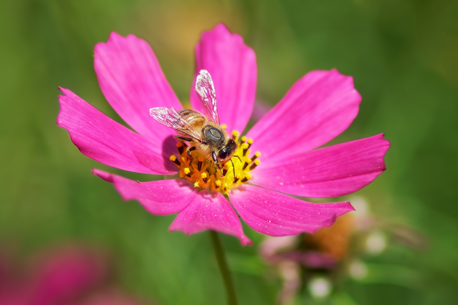Космея и пчела