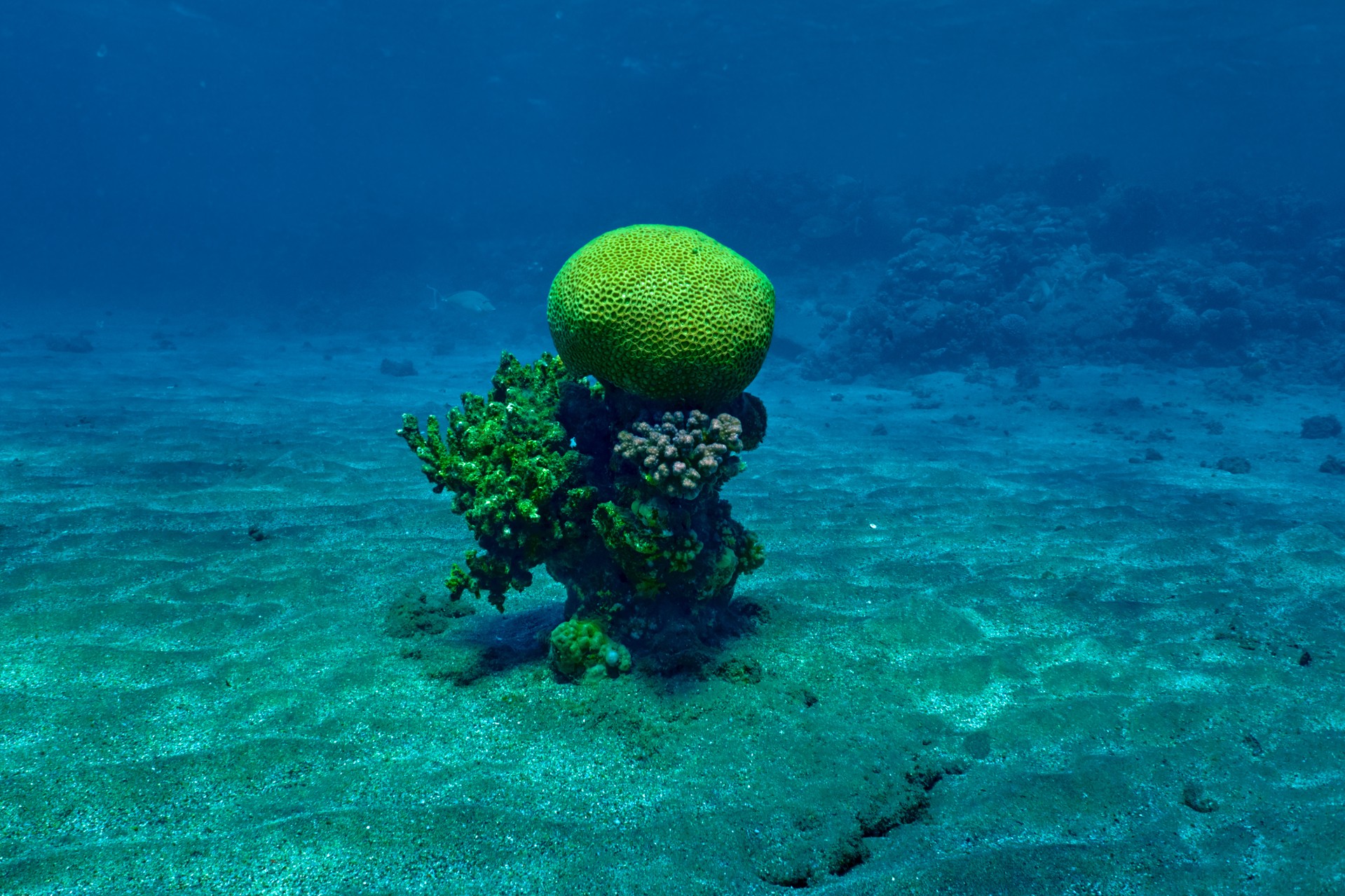Одинокий коралл