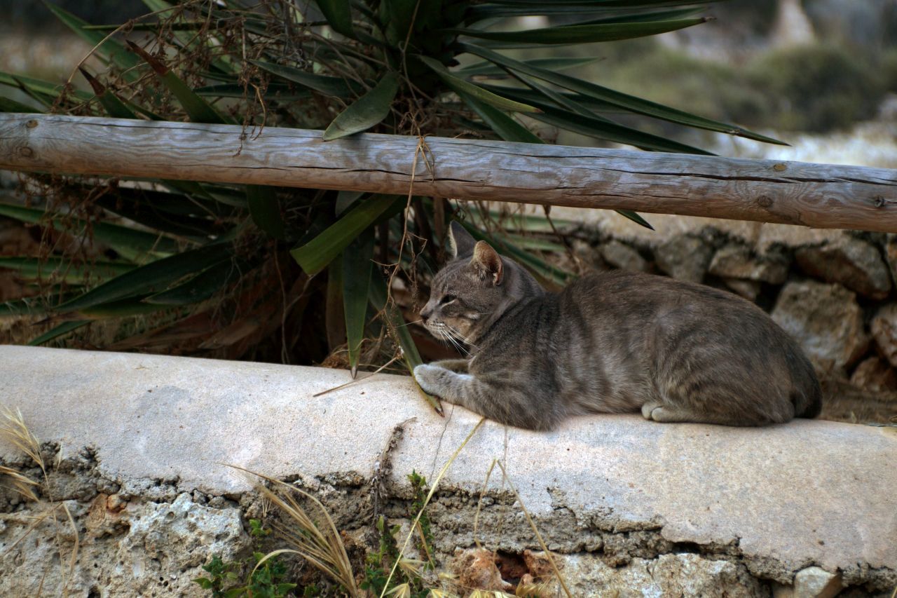 mallorca cat