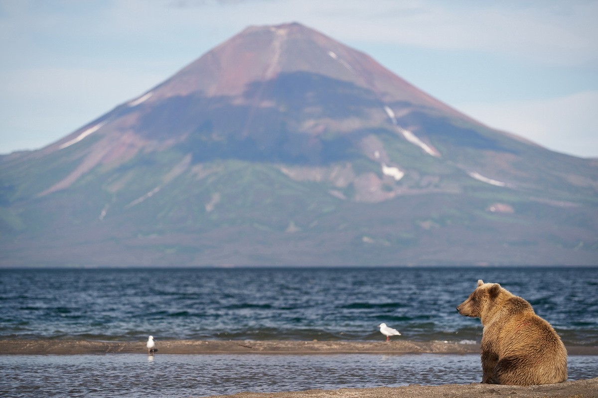 Классическое фото про грустного медведя, который ждёт твоего приезда на Камчатку.