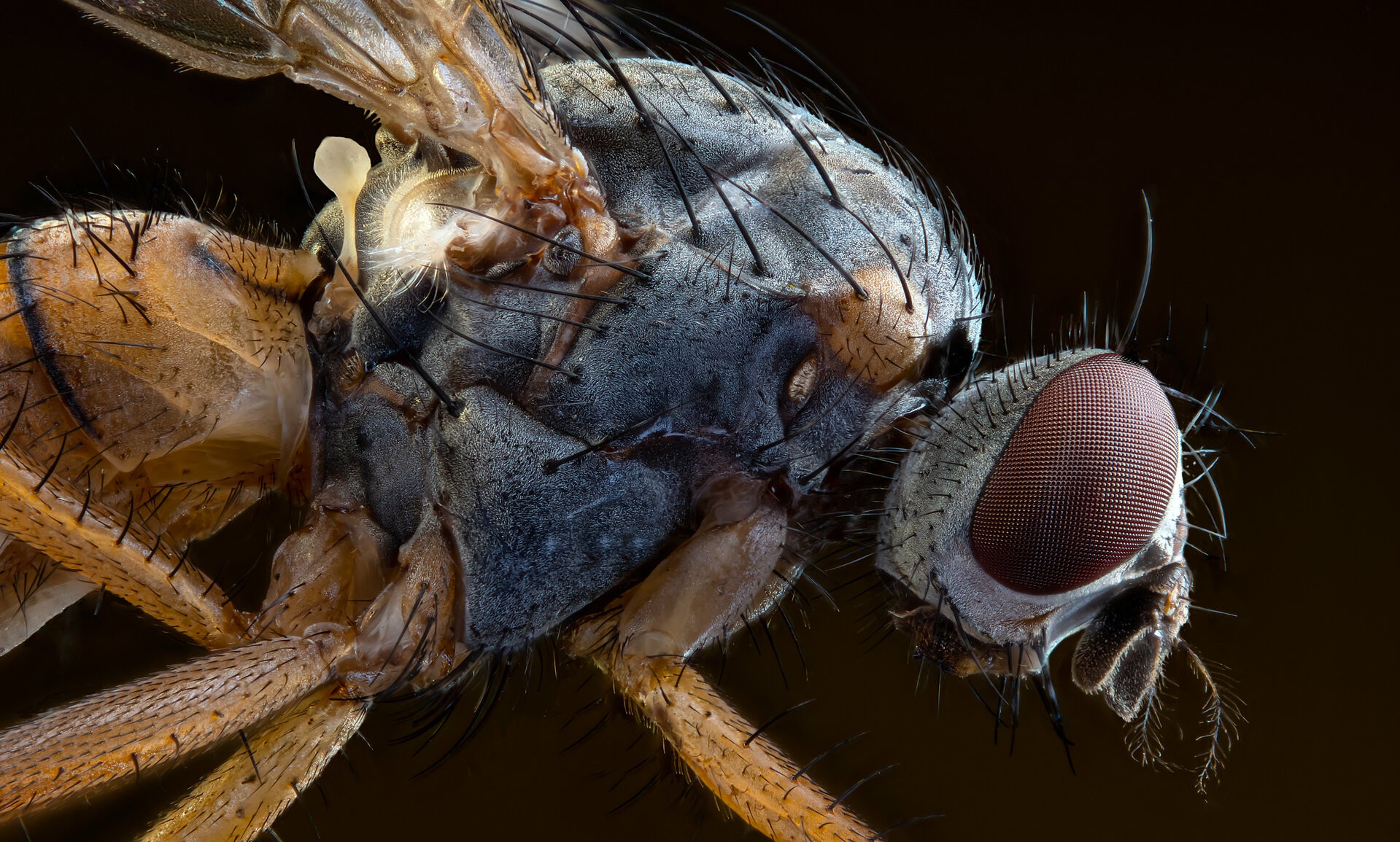 Муха,Sciomyzidae Pherbella