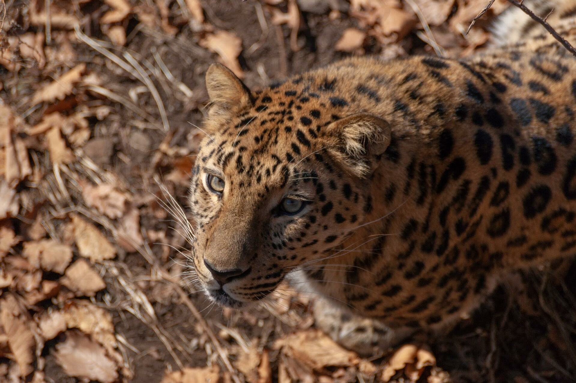 Дальневосточный леопард в Приморском сафари-парке