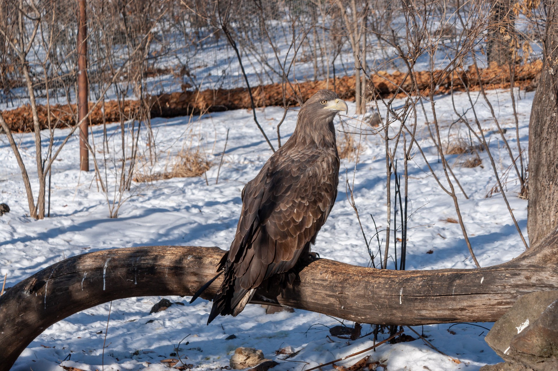 Орел в Приморском сафари-парке