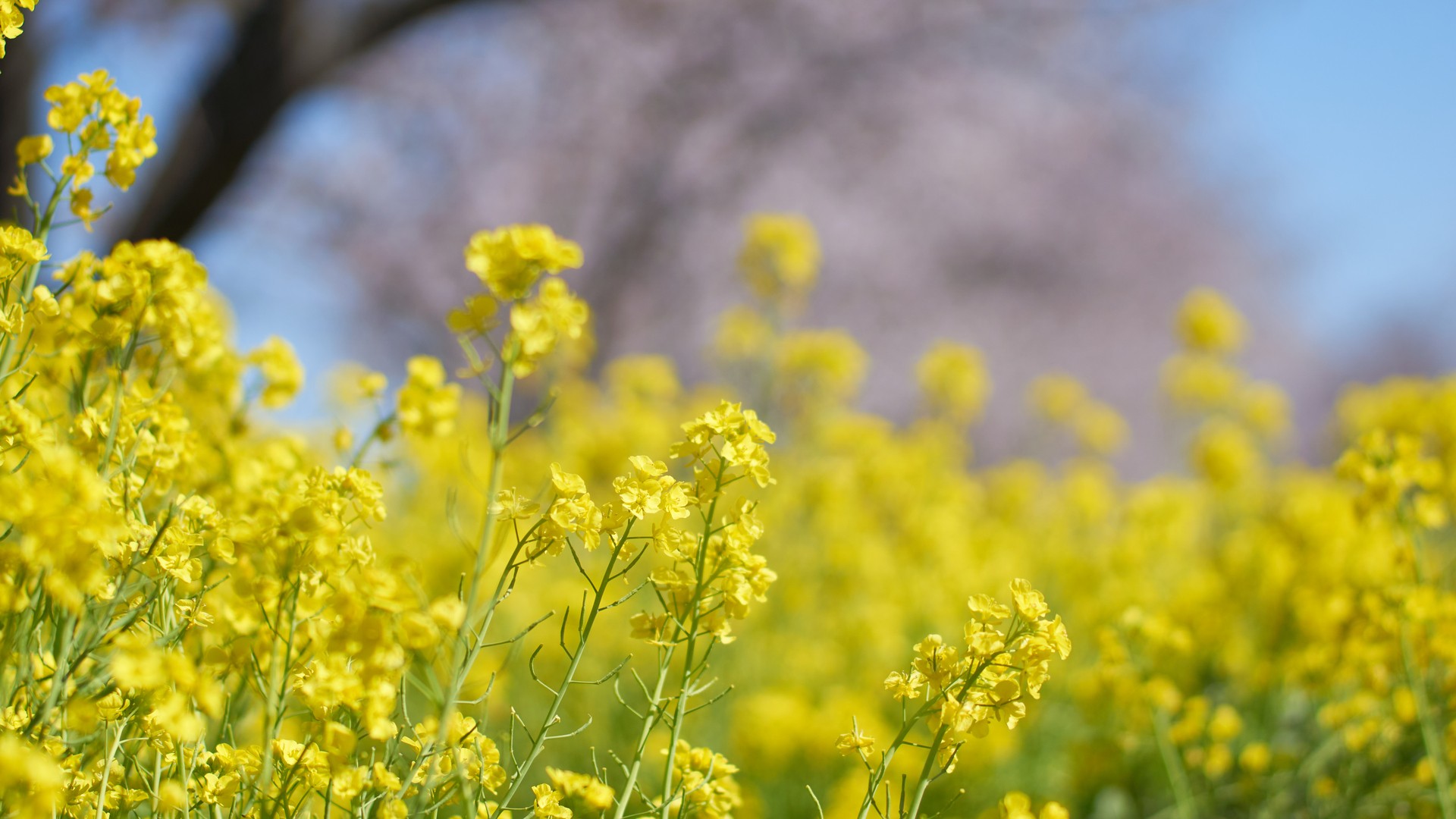 Rapeseed