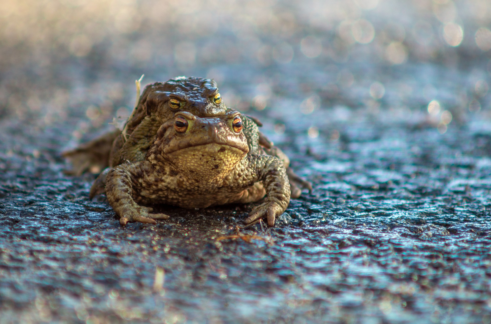 Riding toad