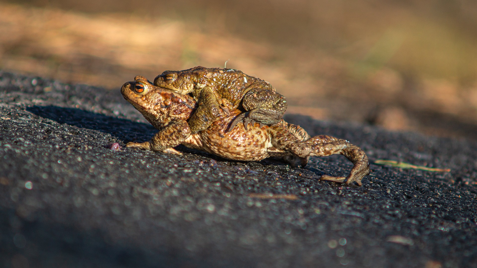 Toads II