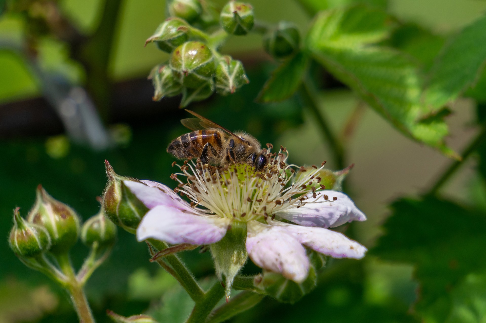 Пчела опыляет цветок ежевики