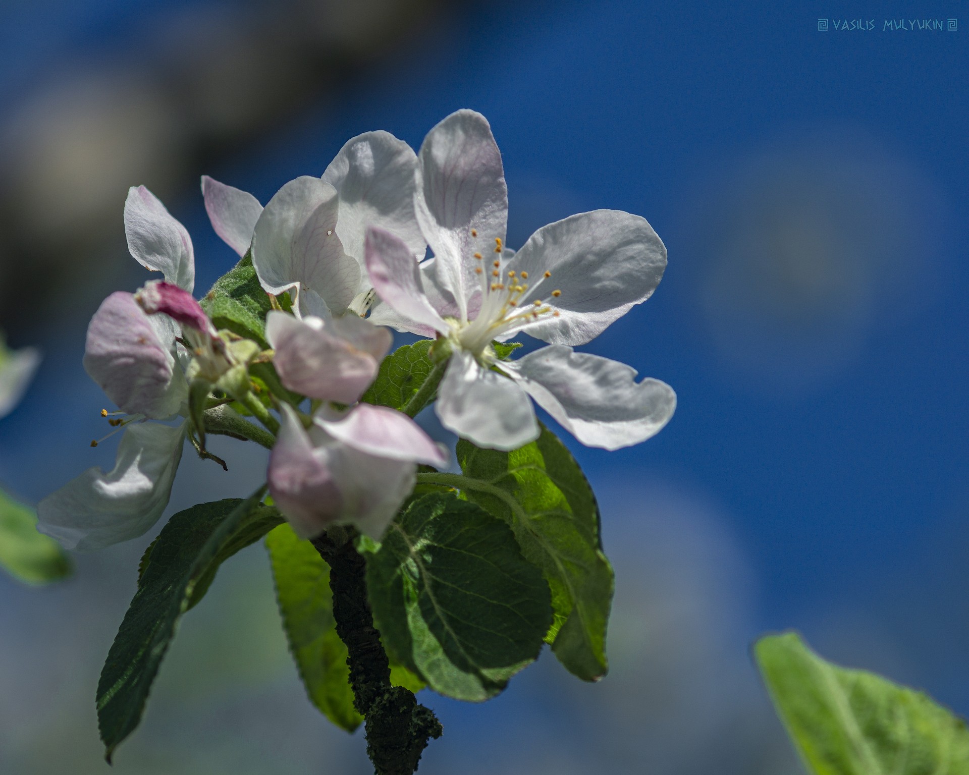 Яблони цвет