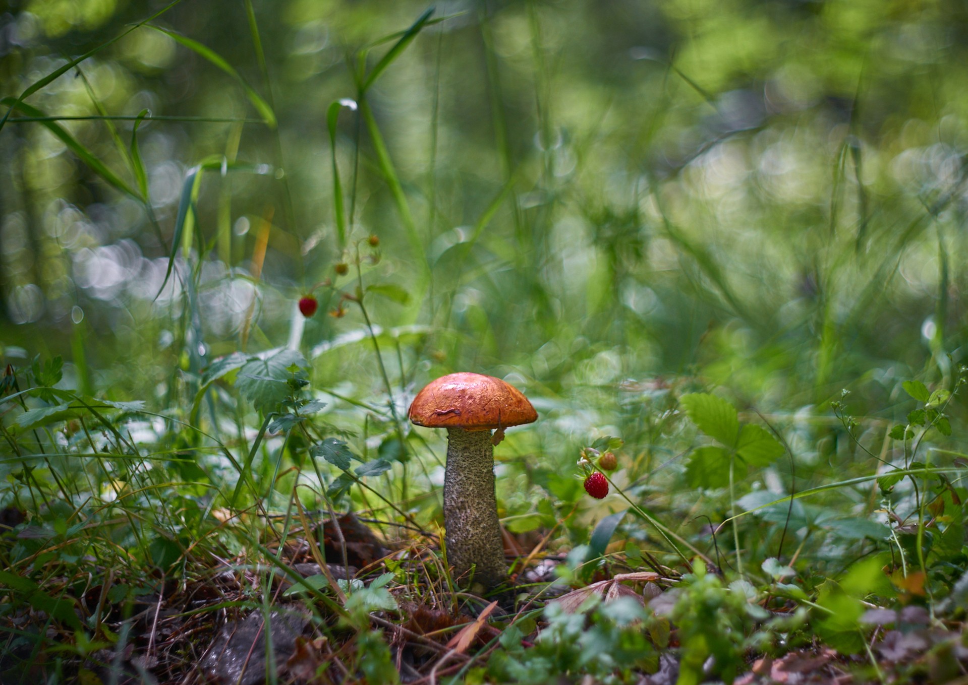 первые грибы