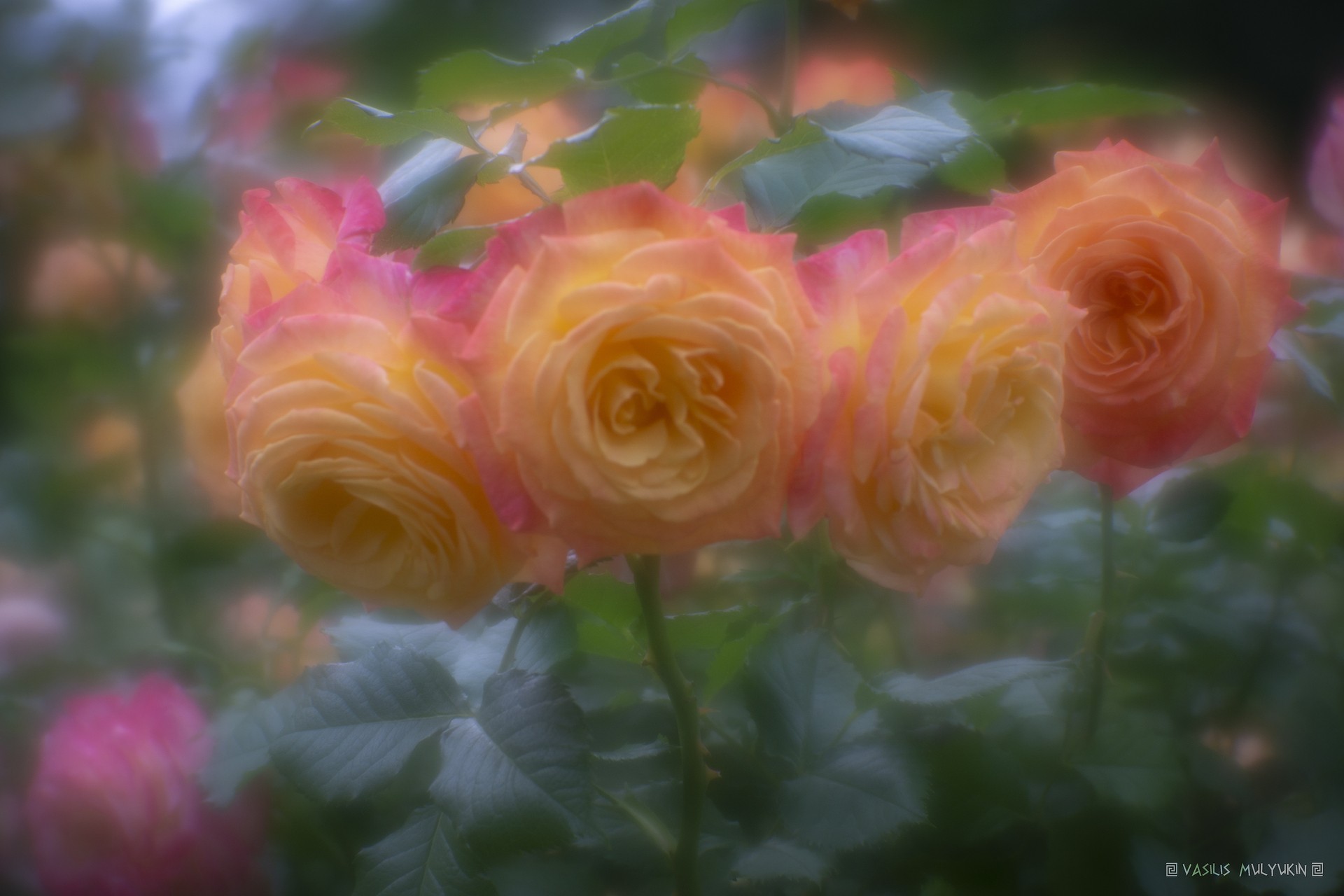 розы Павловского парка
