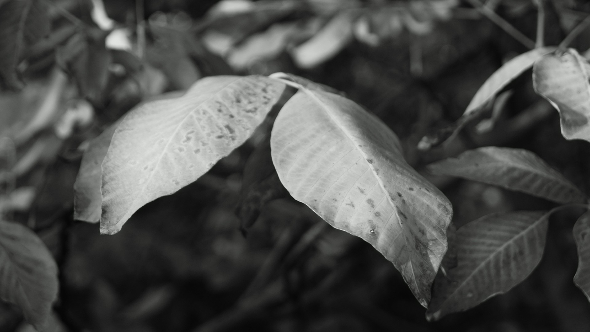 Черно-белые листья ореха