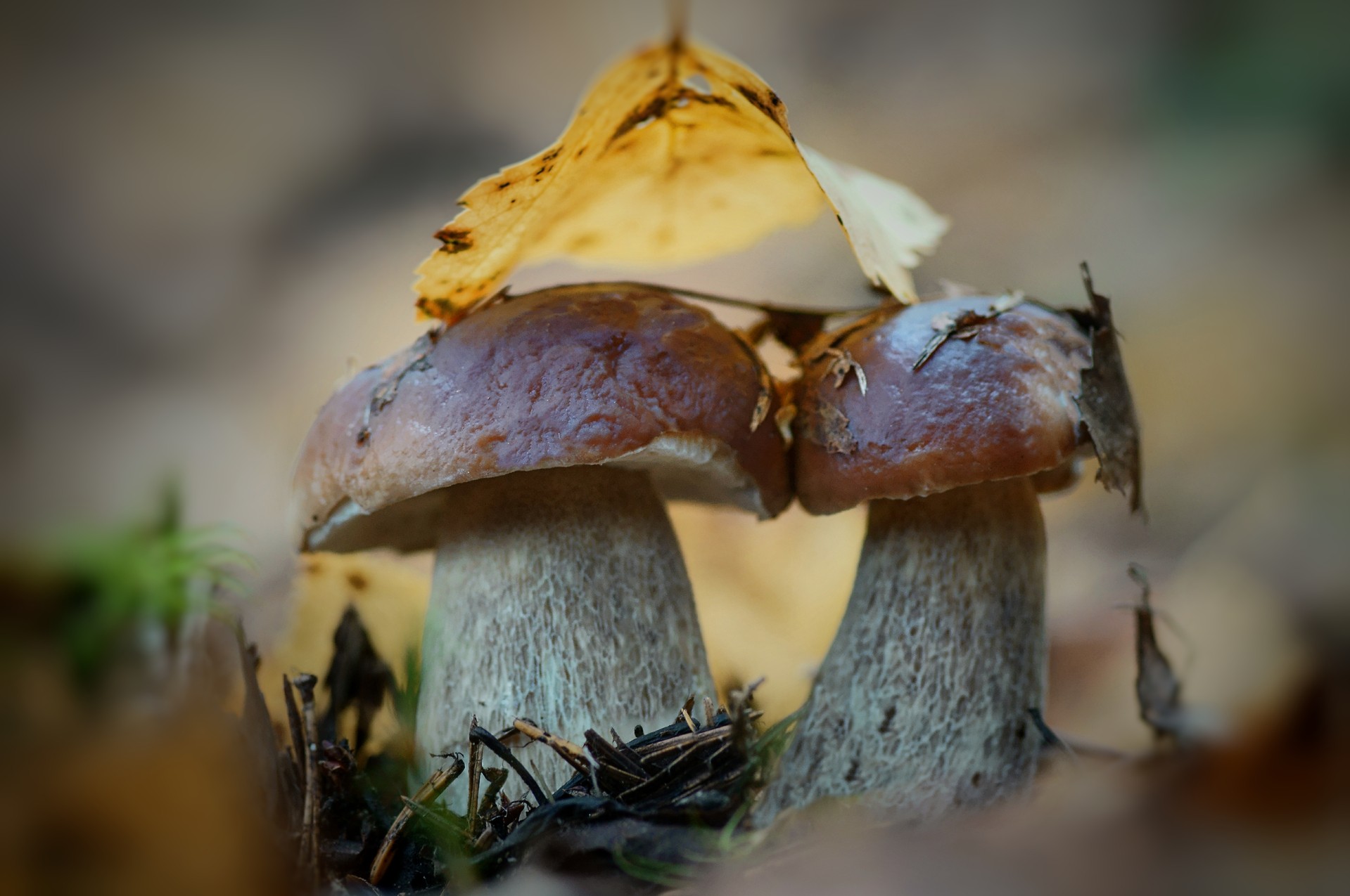 Белый гриб (Boletus edulis)...