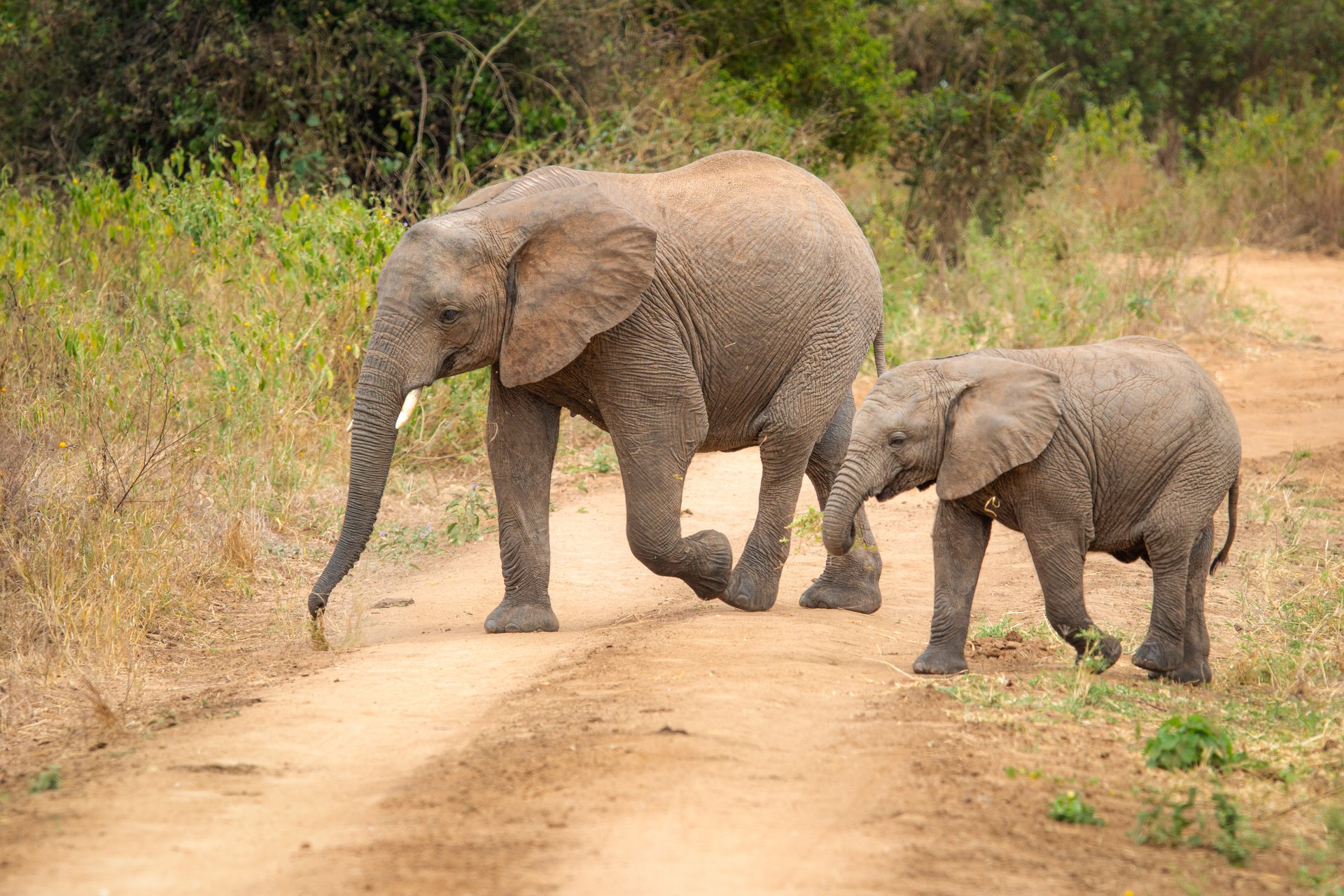 Слоны пешеходы