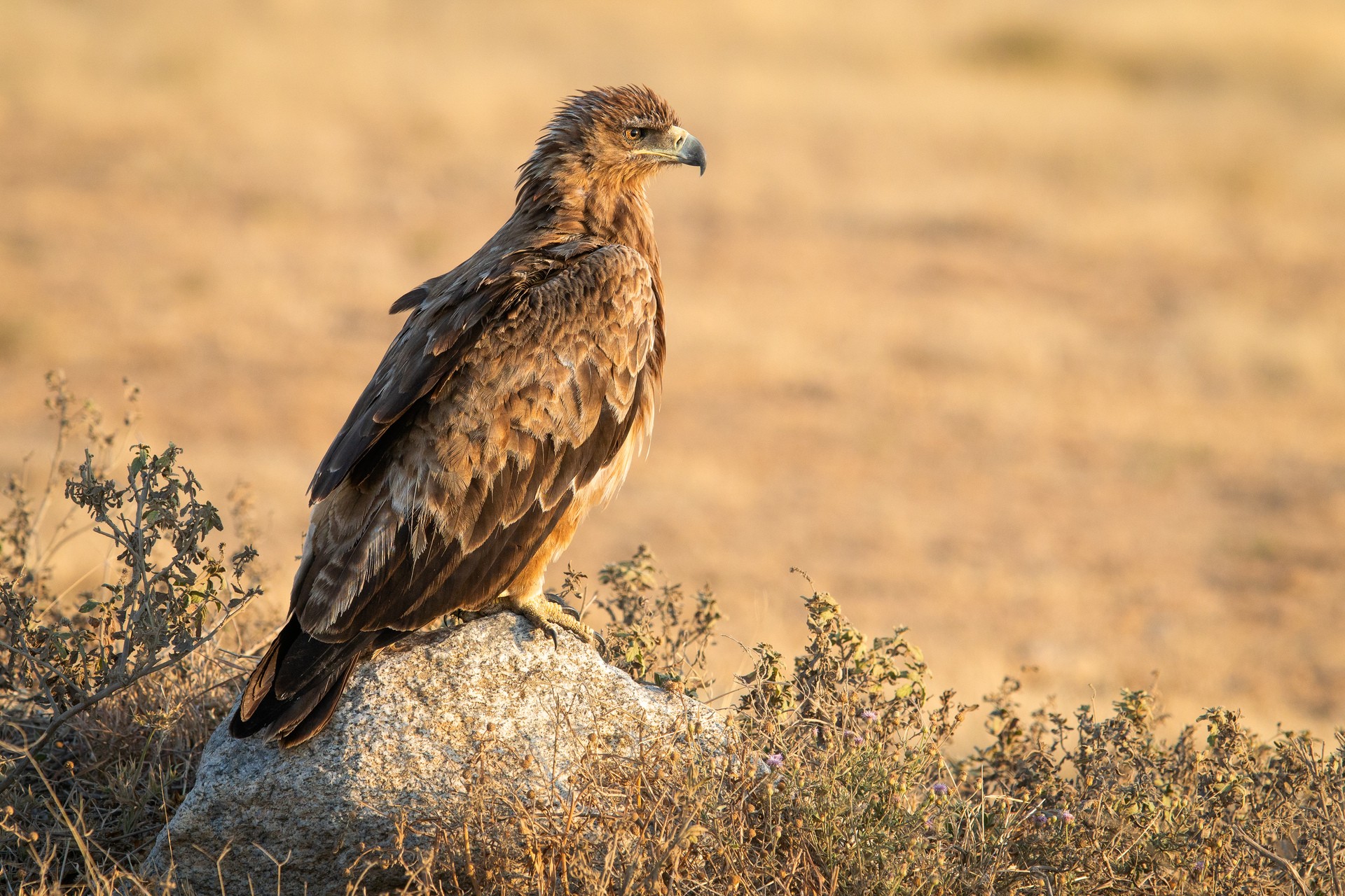 Каменный орел (Tawny Eagle)