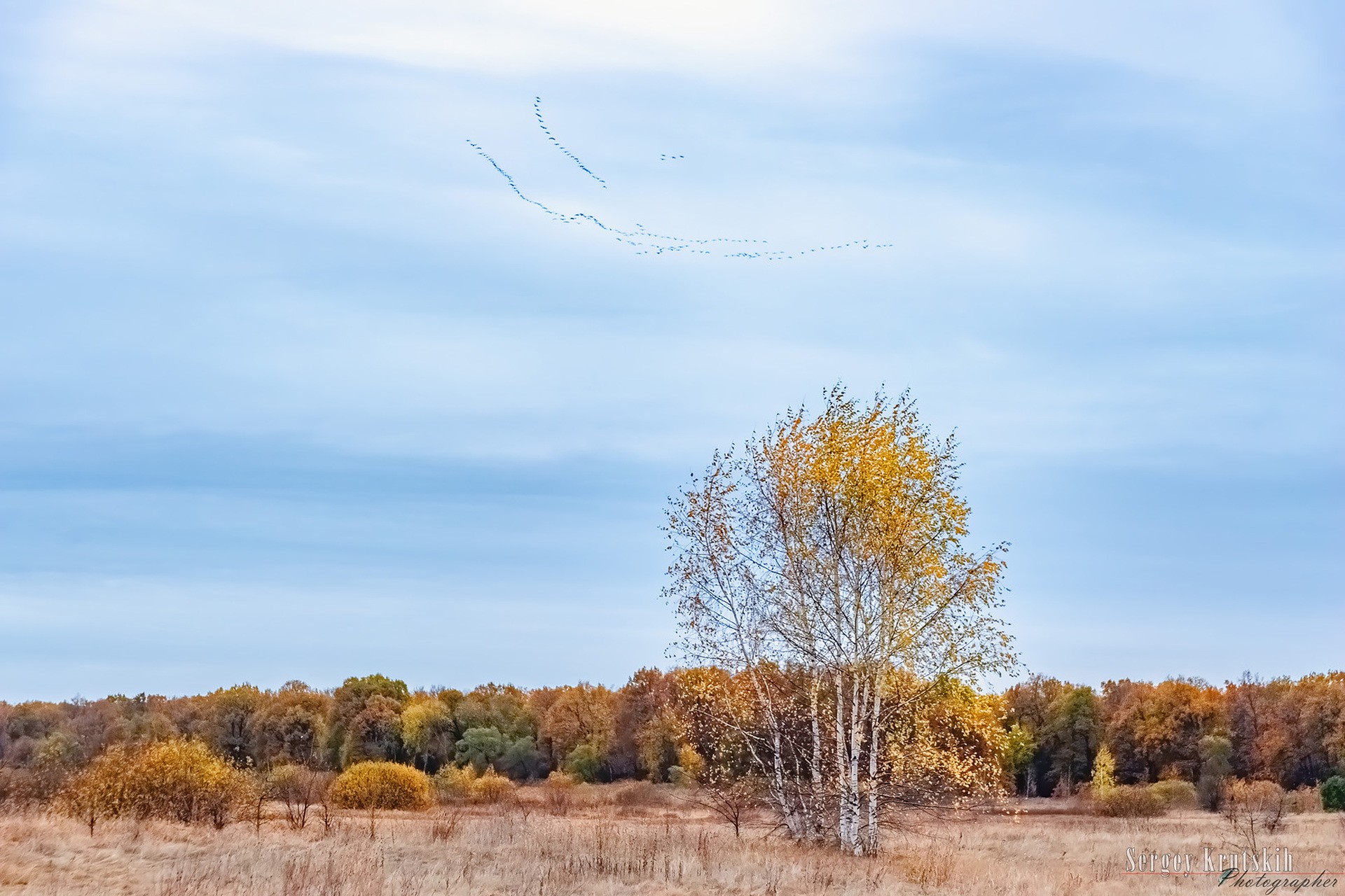 Летит, летит по небу клин усталый… Осенью журавли летят на юг.