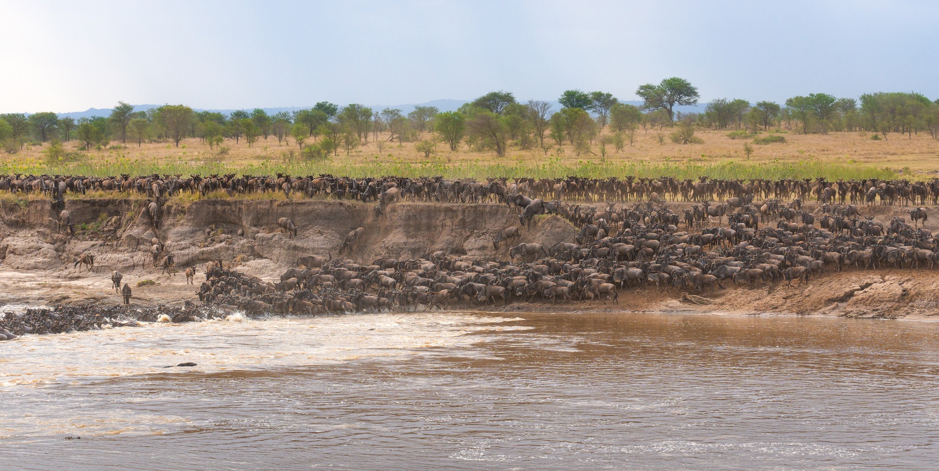 Великая миграция пересекает реку Мара, Танзания